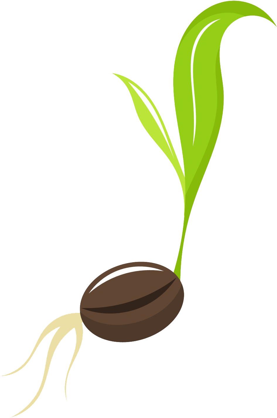 Seed Background PNG