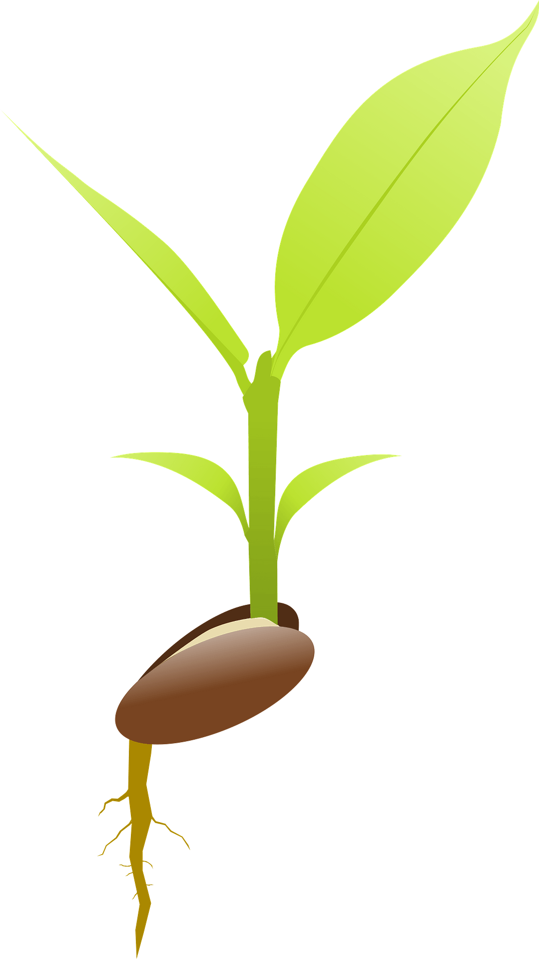 Seed PNG Free File Download
