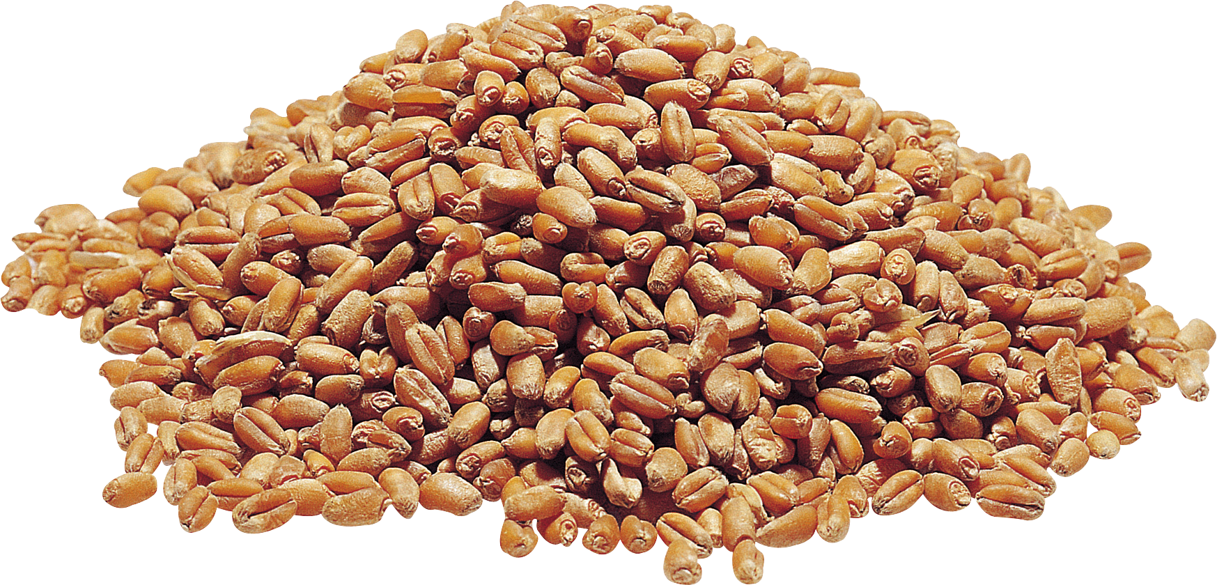 Seed PNG Pic Background