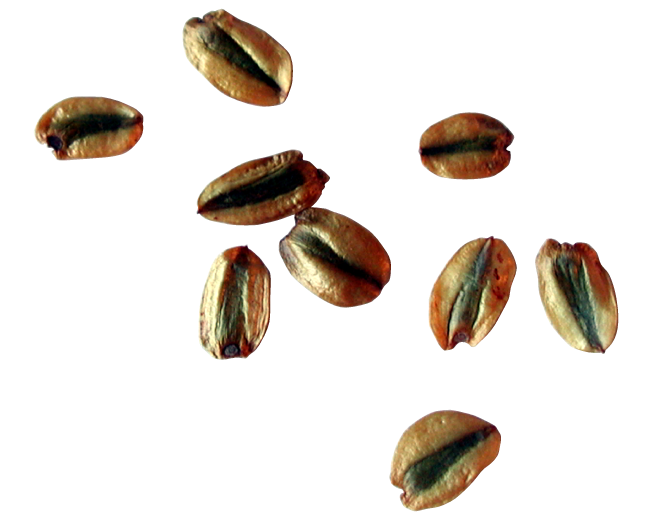Seed Transparent Clip Art Image