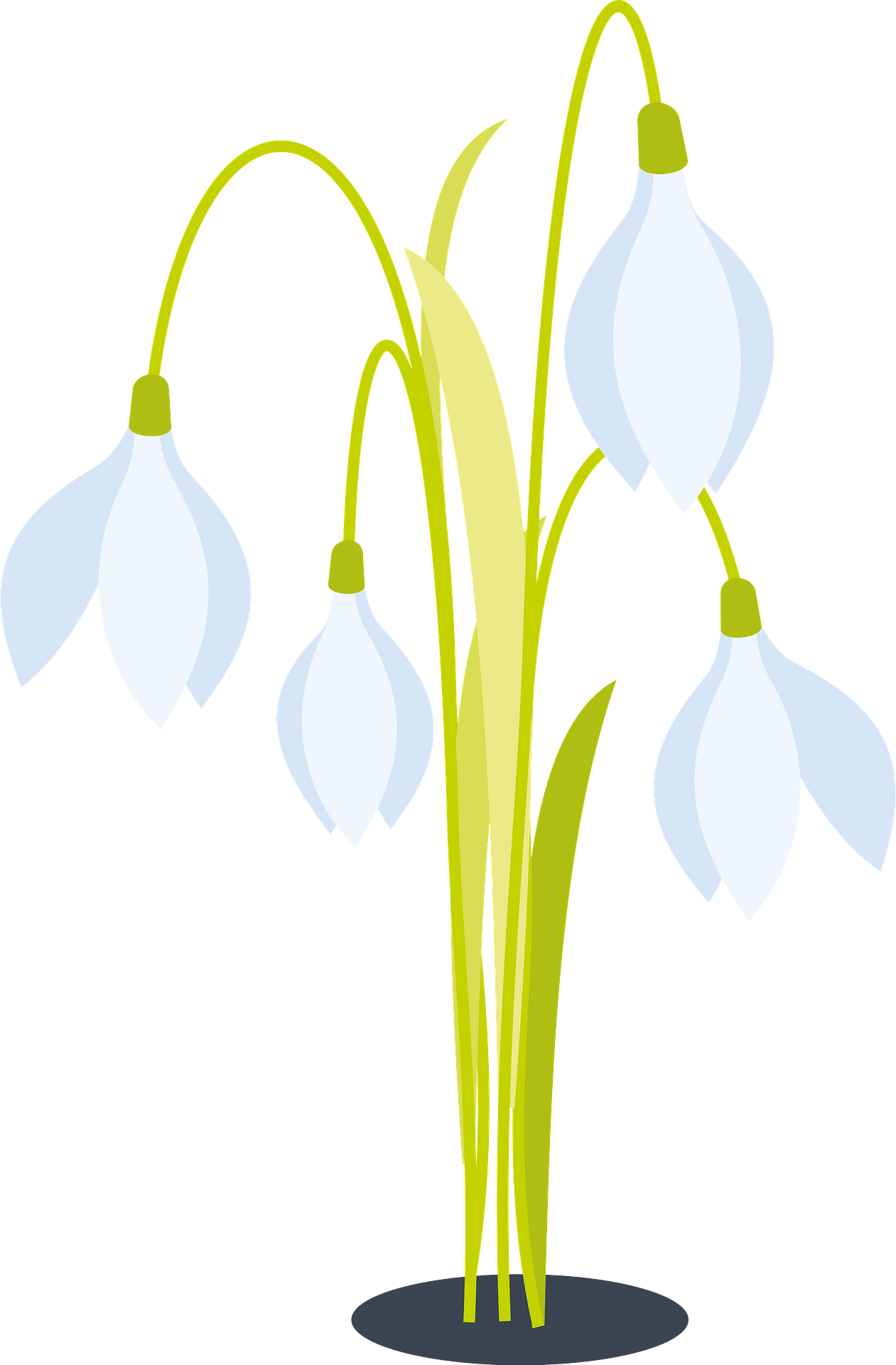 Snowdrop Background PNG Image