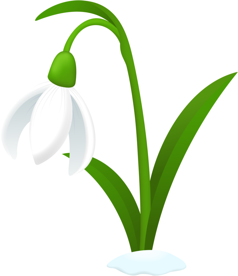 Snowdrop Background PNG