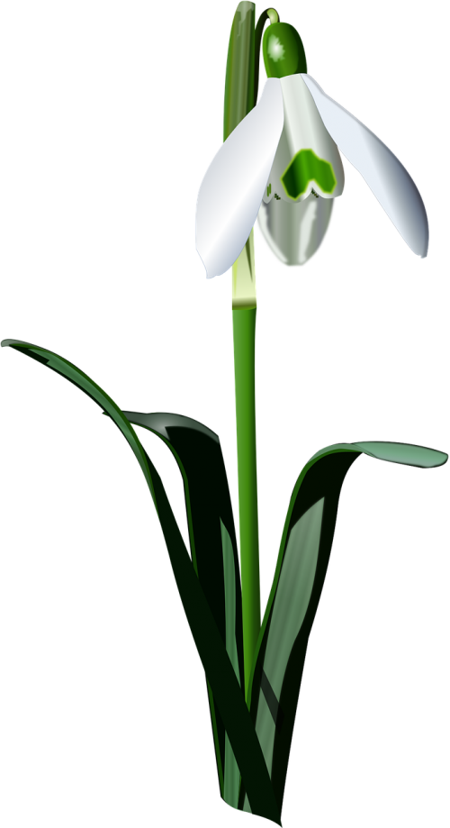 Snowdrop PNG Background