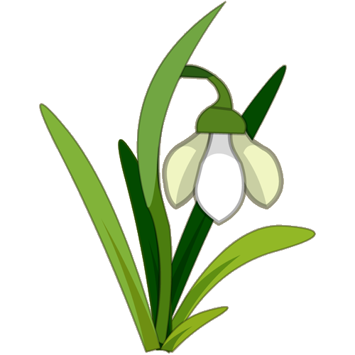 Snowdrop PNG Clipart Background