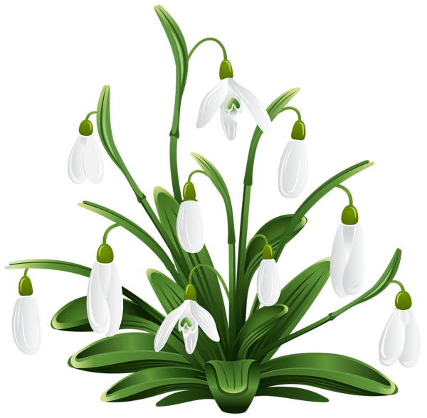 Snowdrop PNG HD Images