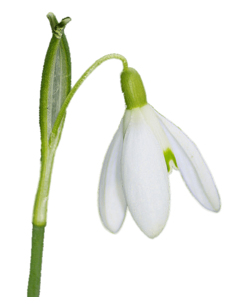Snowdrop PNG HD Quality