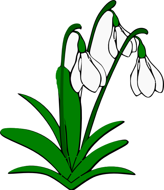 Snowdrop PNG Images HD