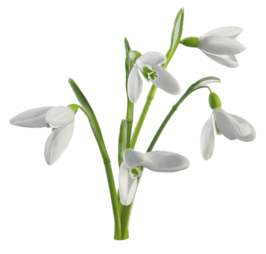 Snowdrop PNG Photo Image