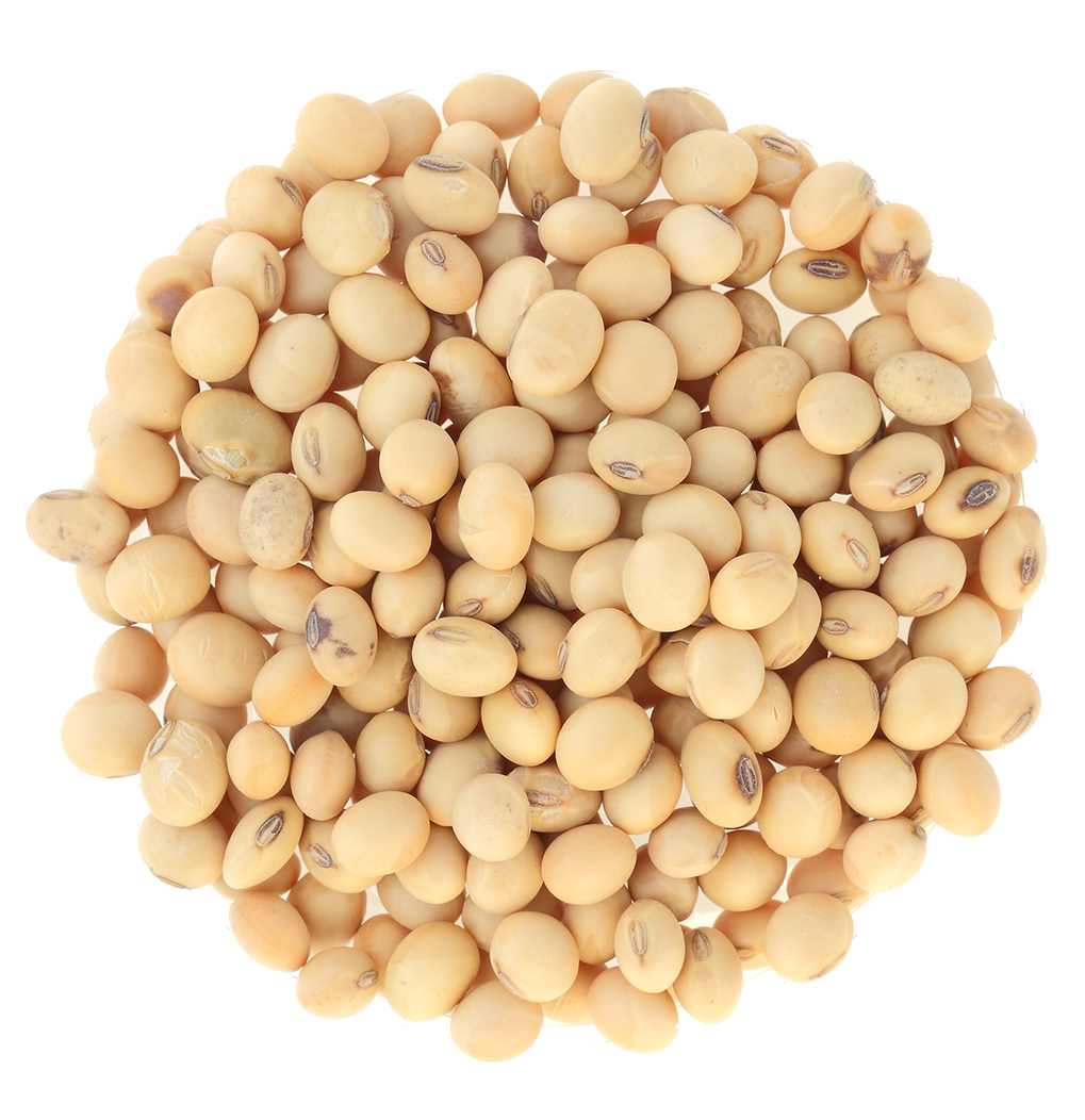 Soybeans Background PNG Image