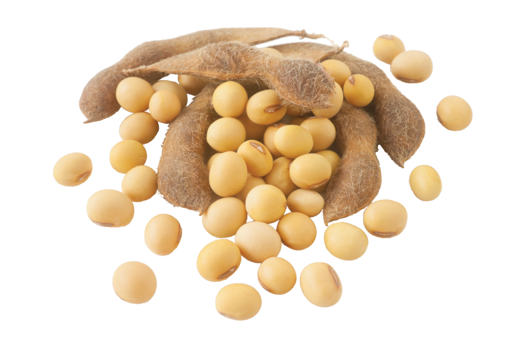 Soybeans Background PNG