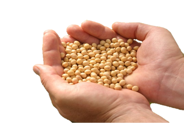 Soybeans Free PNG