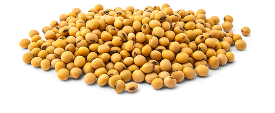 Soybeans PNG Background