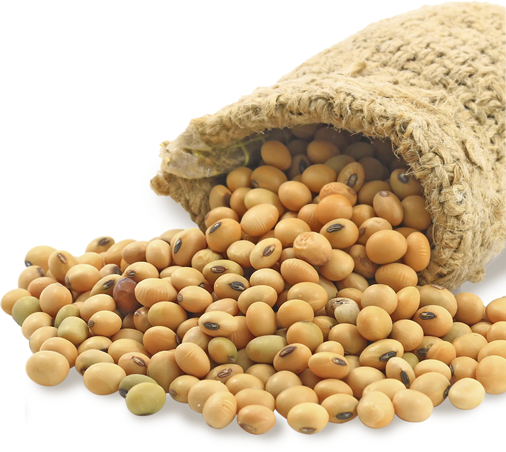 Soybeans PNG Clipart Background