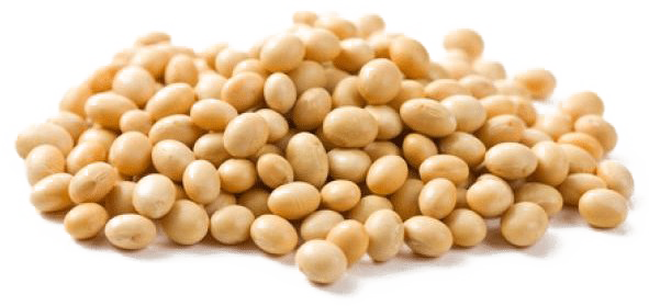 Soybeans PNG Images HD