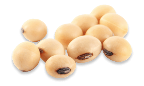Soybeans Transparent Background