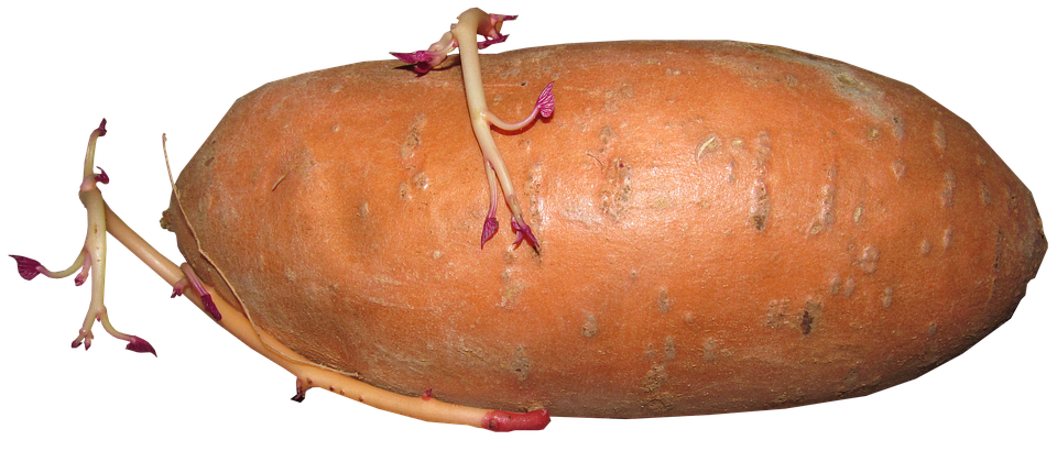 Sweet Potato Background PNG