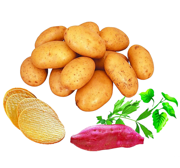Sweet Potato PNG Images HD