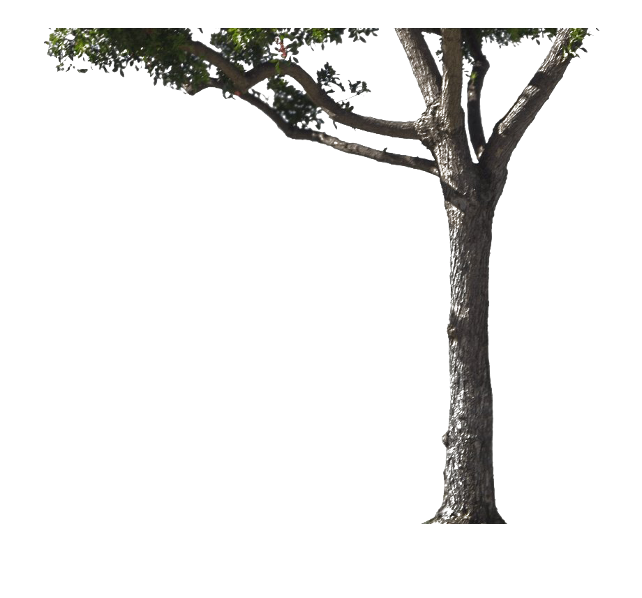 Trunk PNG Free File Download