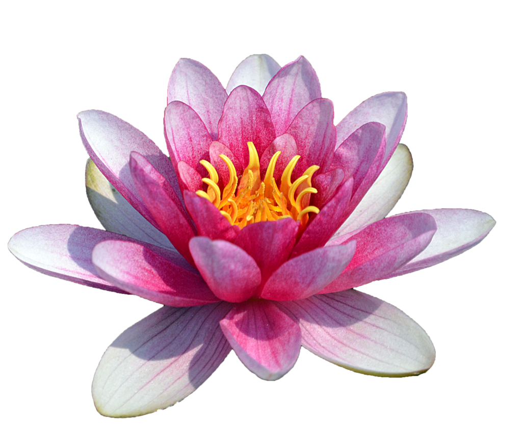 Water Lily Background PNG Clip Art