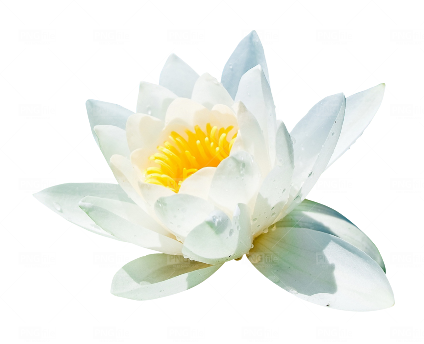 Water Lily Background PNG Image