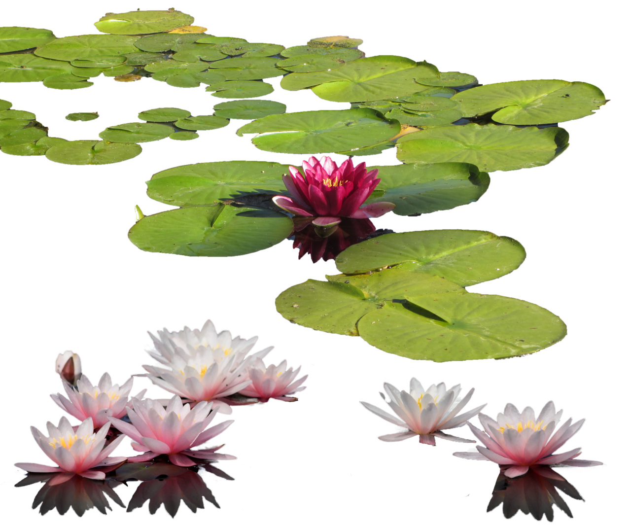 Water Lily Background PNG