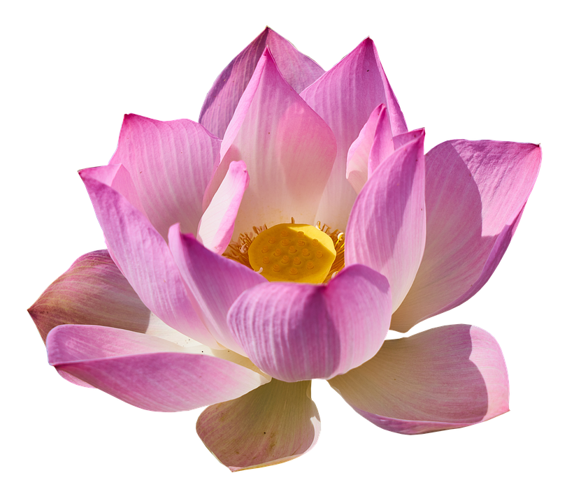 Water Lily Free PNG Clip Art