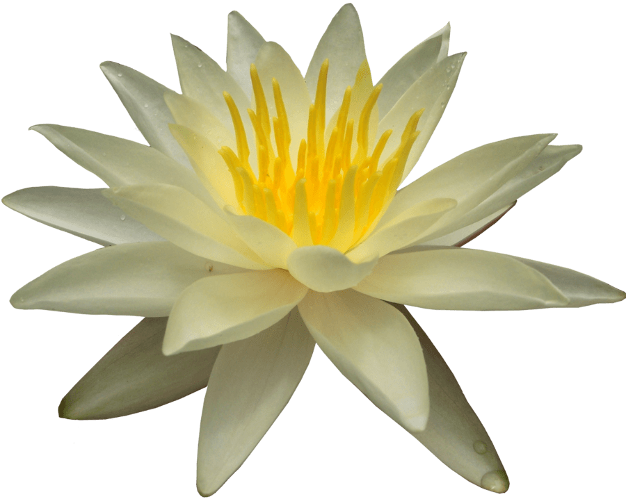 Water Lily Free PNG
