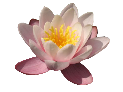 Water Lily No Background Clip Art