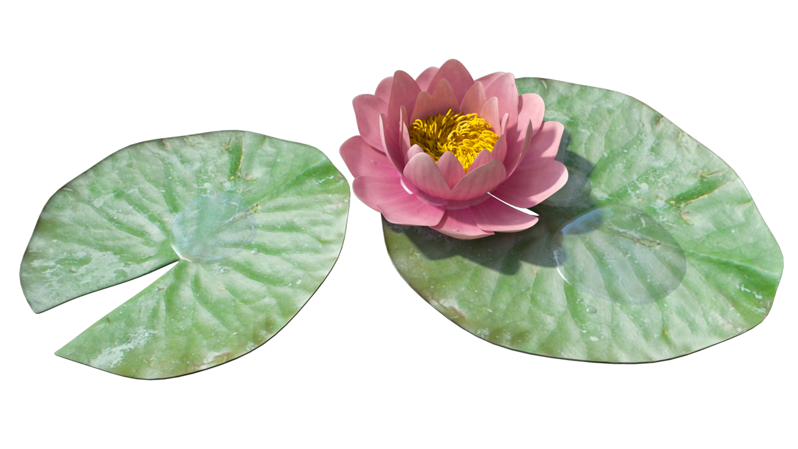 Water Lily PNG Background