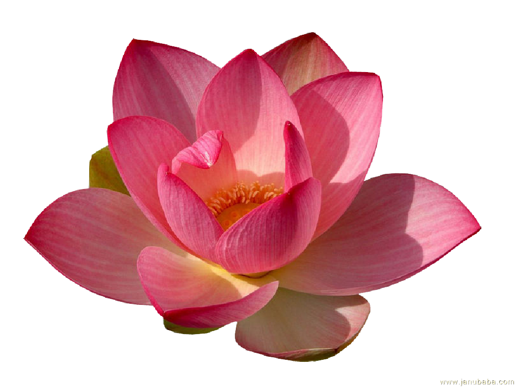 Water Lily PNG Clip Art HD Quality