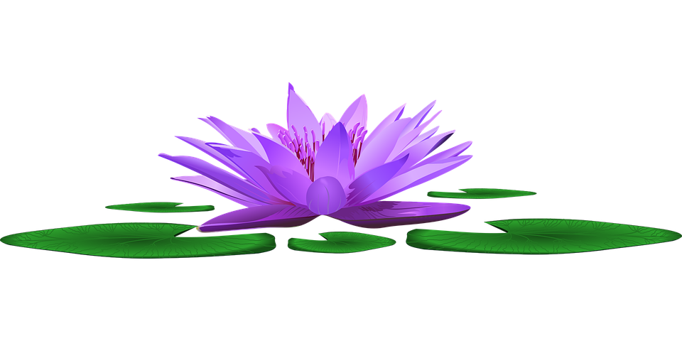 Water Lily PNG Clipart Background
