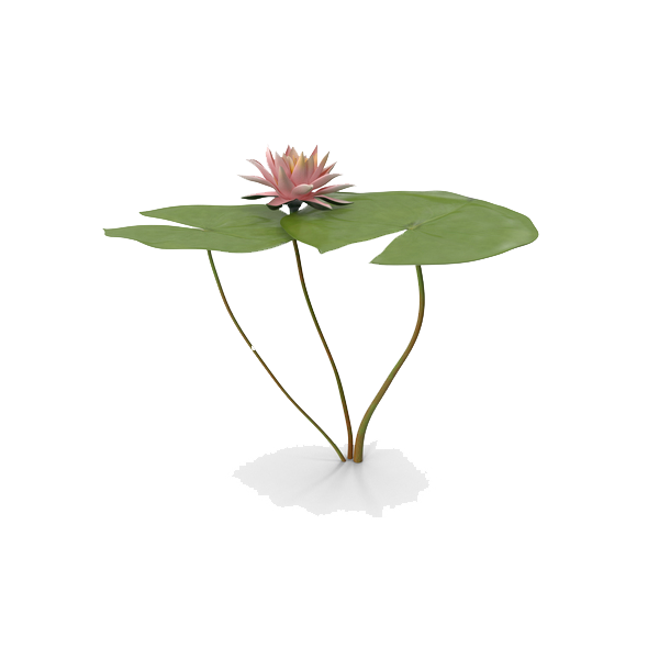 Water Lily PNG Free File Download