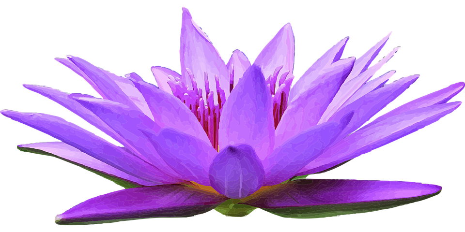 Water Lily PNG HD Free File Download