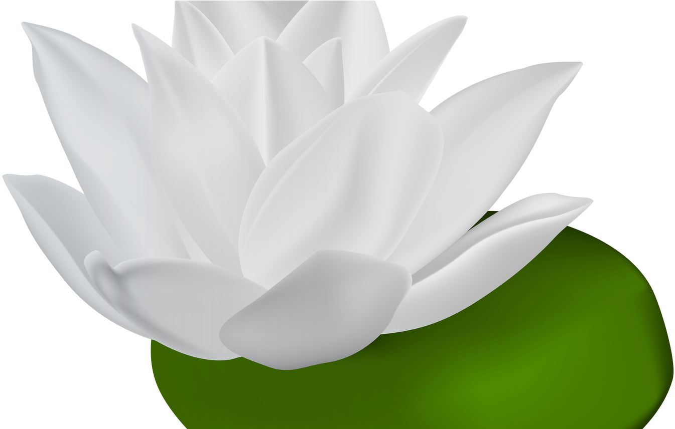 Water Lily PNG HD Photos