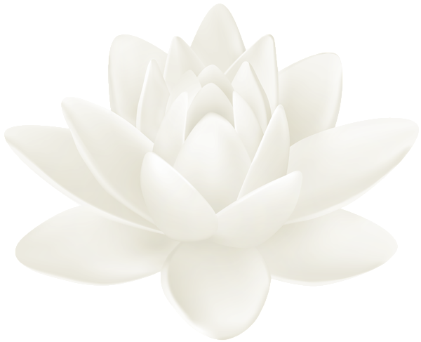 Water Lily PNG HD Quality