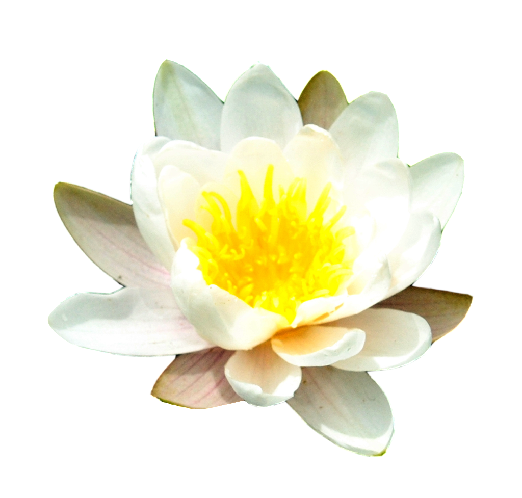 Water Lily PNG Photo Image