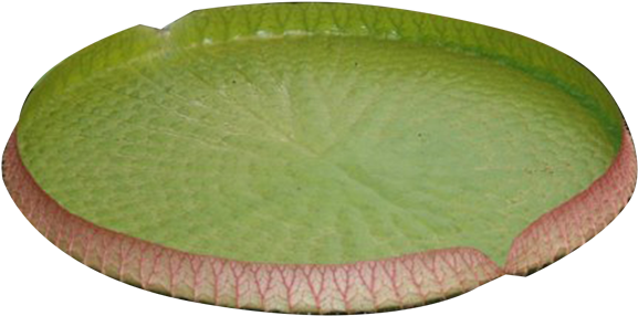 Water Lily PNG Photos