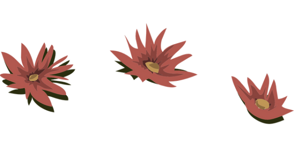 Water Lily PNG Pic Background