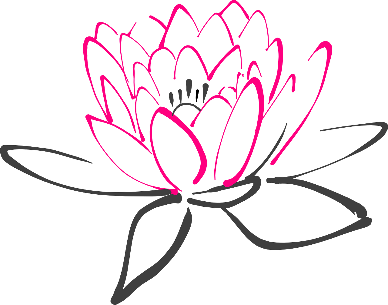 Water Lily Transparent Background
