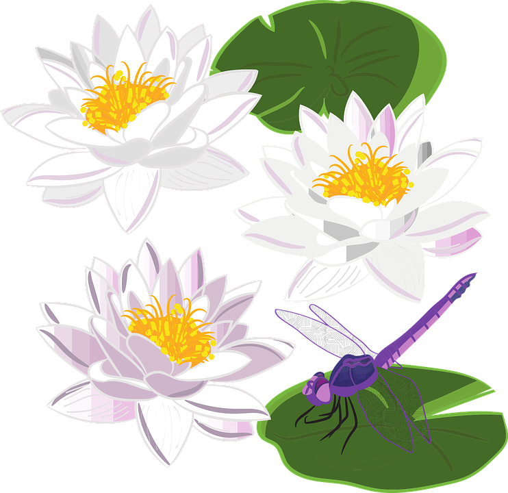 Water Lily Transparent Free PNG