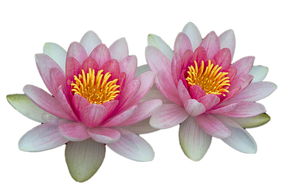 Water Lily Transparent Images