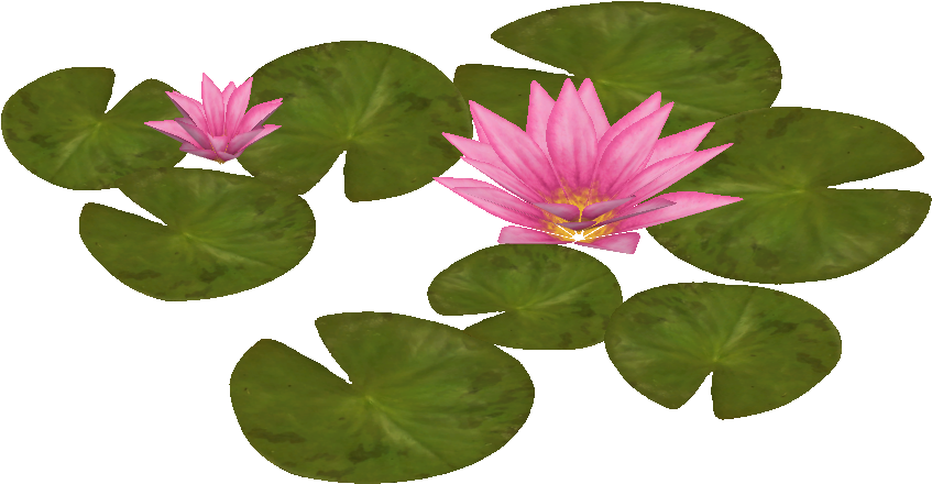 Water Lily Transparent PNG