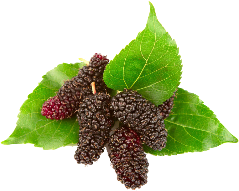 White Mulberry PNG Clipart Background