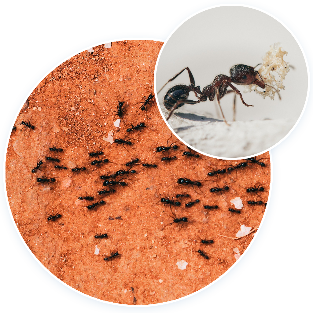 Ants Background PNG Clip Art Image