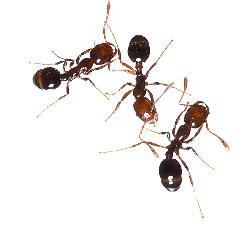 Ants Clip Art Transparent File