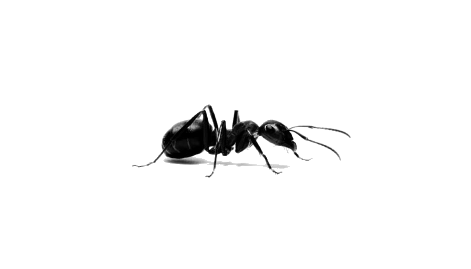 Ants Download Free PNG Clip Art