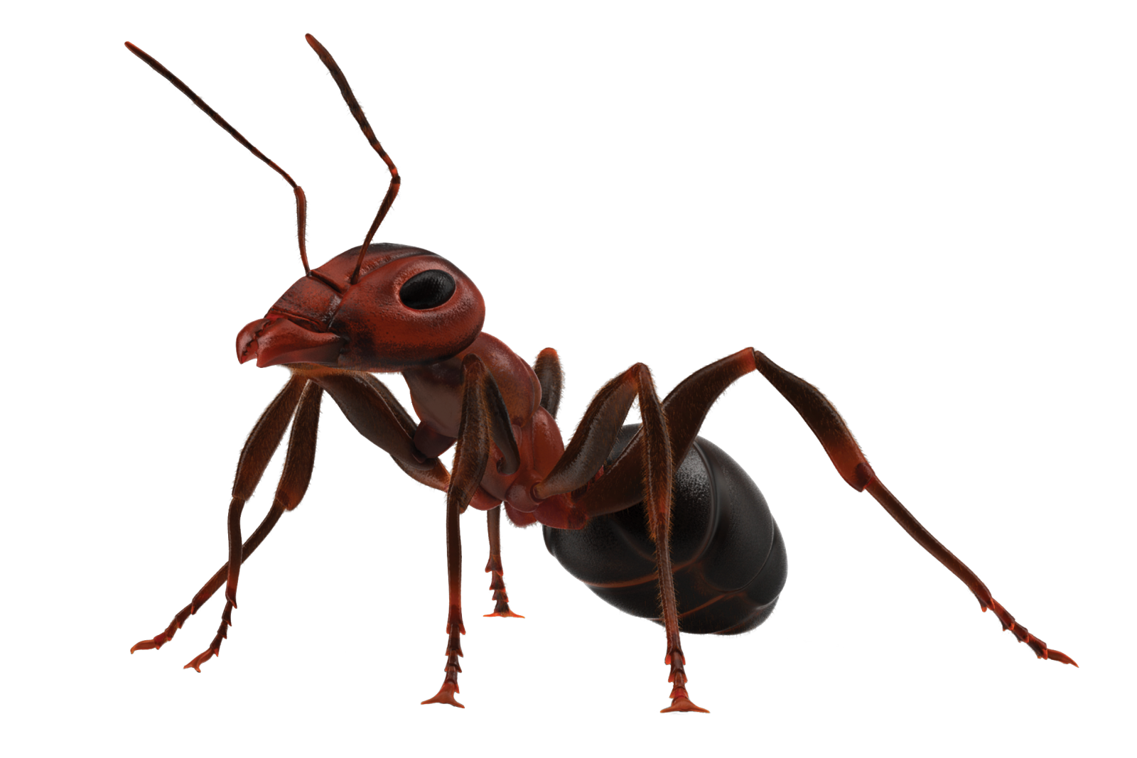 Ants Download Free PNG