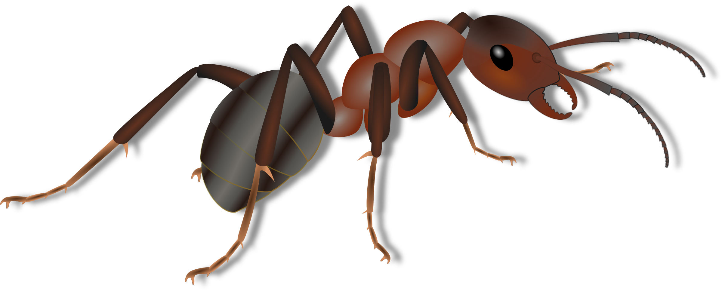 Ants Transparent Clip Art PNG