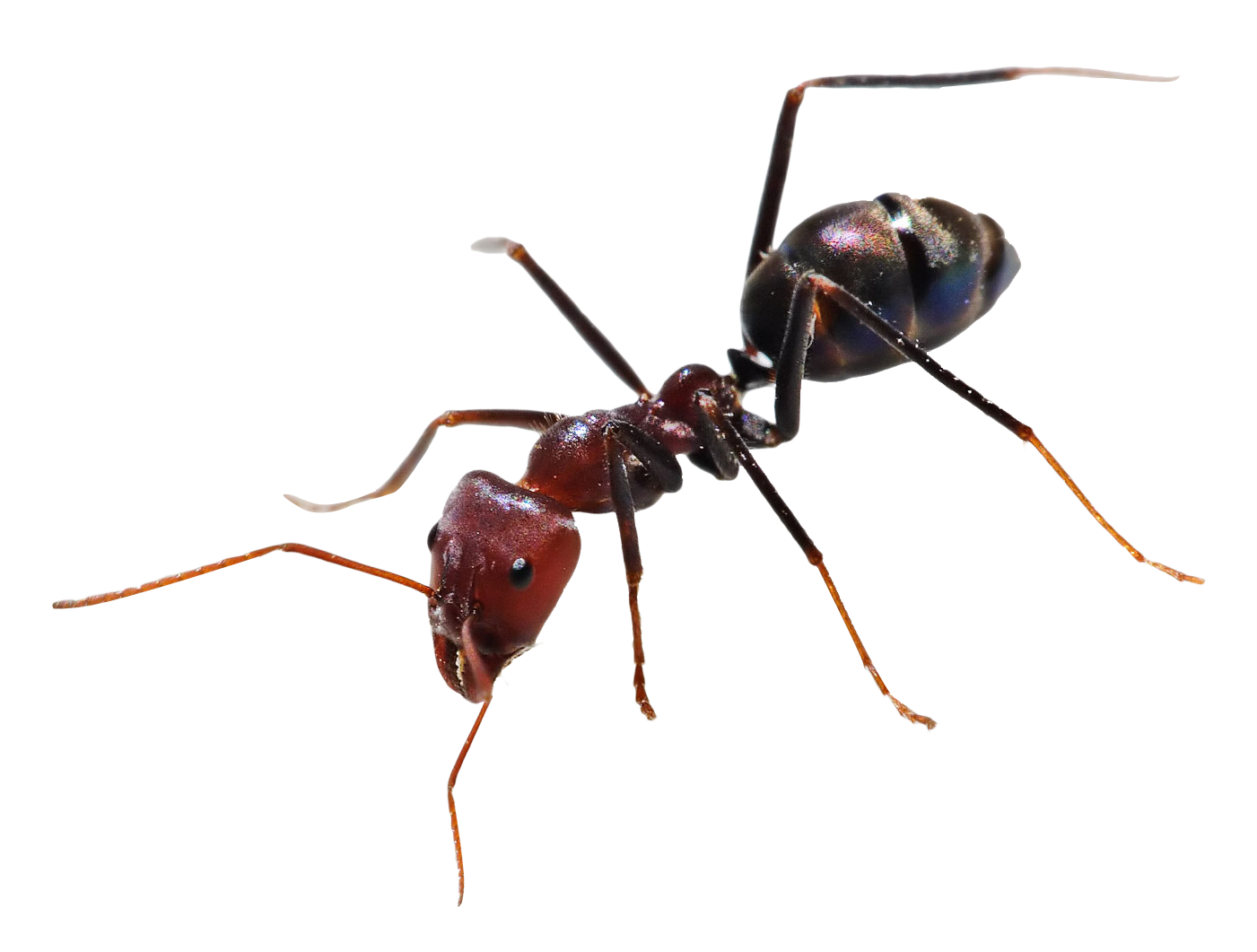 Ants Transparent Image