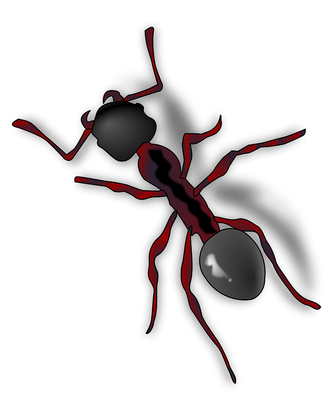 Ants Transparent PNG